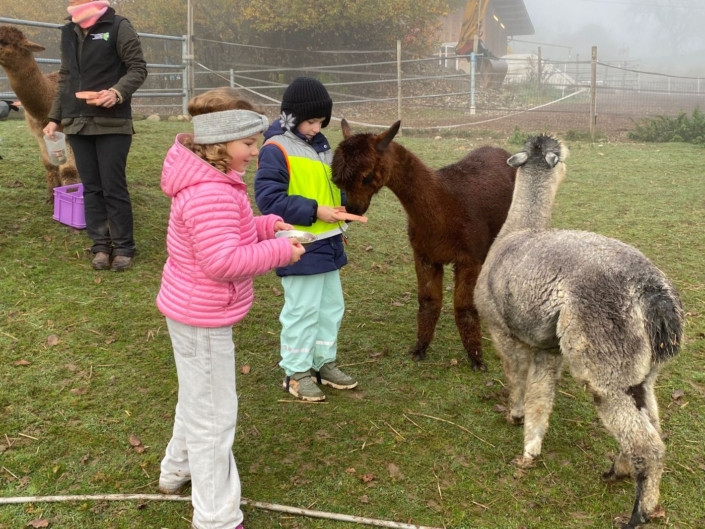 Zwei Kinder füttern zwei Lamas
