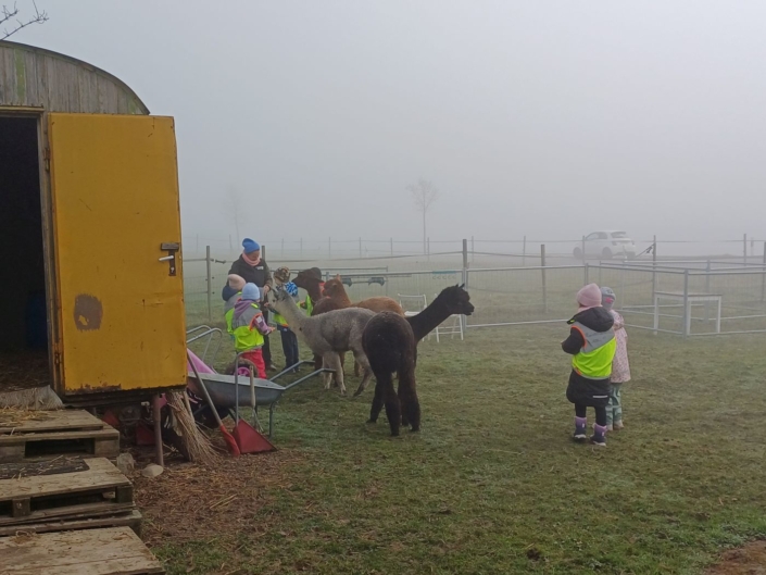 Es hat Lamas und Kinder auf einer Wiese