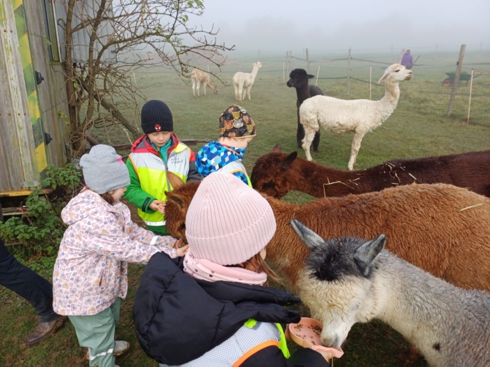 Die Kinder füttern ein paar Lamas